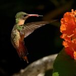 listing image thumbnail with ID 95165