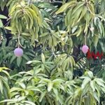 listing image thumbnail with ID 97884