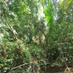 listing image thumbnail with ID 93581