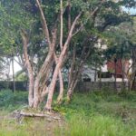 listing image thumbnail with ID 93562