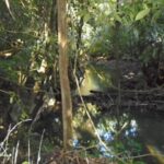 listing image thumbnail with ID 77029