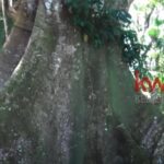 listing image thumbnail with ID 84563