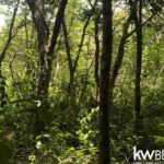 listing image thumbnail with ID 94447