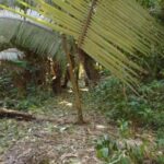 listing image thumbnail with ID 77026