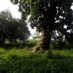 listing image thumbnail with ID 82844