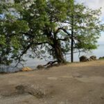 listing image thumbnail with ID 77183