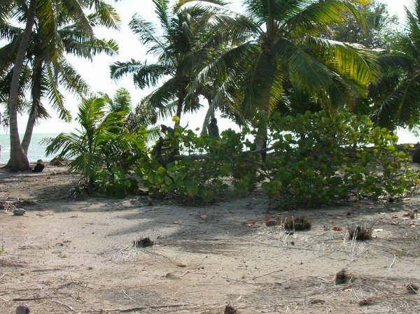 listing image with ID 107234