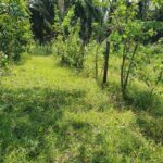 listing image thumbnail with ID 102597