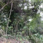 listing image thumbnail with ID 81794