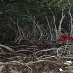 listing image thumbnail with ID 103362