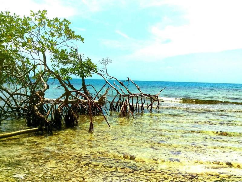 listing image with ID 80852