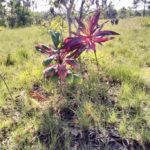listing image thumbnail with ID 85290