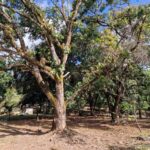 listing image thumbnail with ID 106608