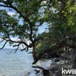 listing image thumbnail with ID 91810