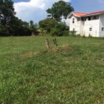 listing image thumbnail with ID 100156