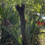listing image thumbnail with ID 87979