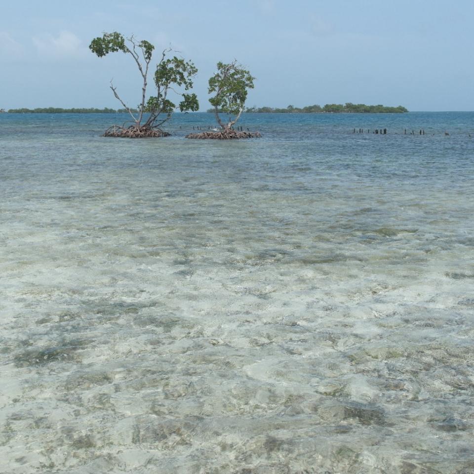 listing image with ID 99354