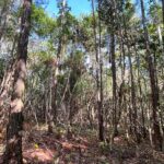 listing image thumbnail with ID 82470