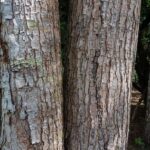 listing image thumbnail with ID 104673