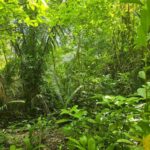 listing image thumbnail with ID 100973