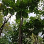 listing image thumbnail with ID 76081