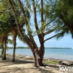 listing image thumbnail with ID 87080