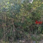 listing image thumbnail with ID 92839