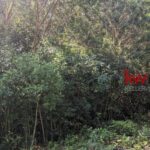 listing image thumbnail with ID 92841