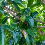 listing image thumbnail with ID 104709