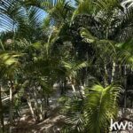 listing image thumbnail with ID 111765