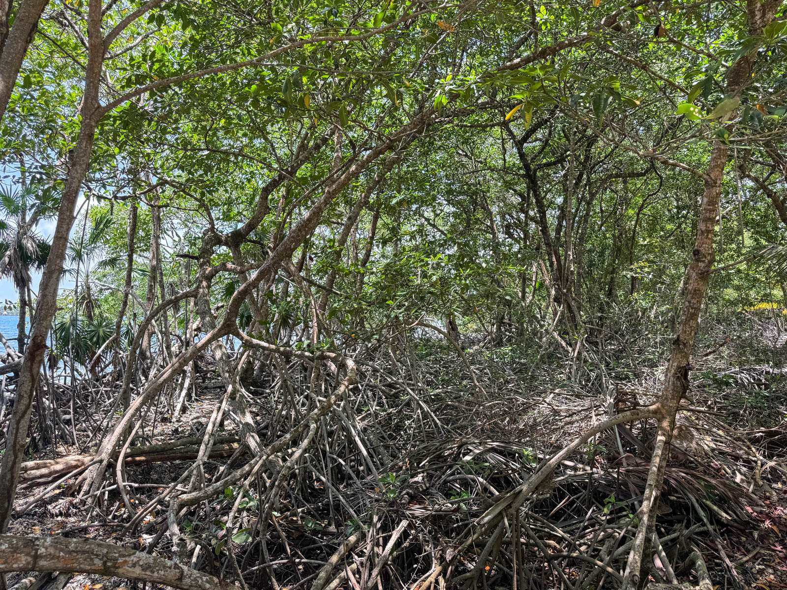 listing image with ID 111133