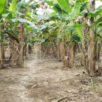 listing image thumbnail with ID 112202