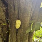listing image thumbnail with ID 111353