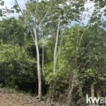 listing image thumbnail with ID 111345