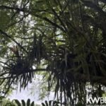 listing image thumbnail with ID 111348