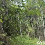 listing image thumbnail with ID 111343