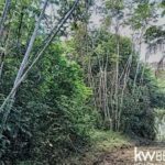 listing image thumbnail with ID 111342