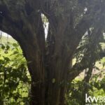 listing image thumbnail with ID 111351