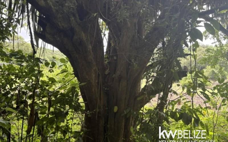 listing image with ID 111351