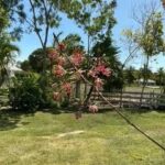 listing image thumbnail with ID 110852