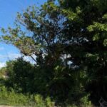 listing image thumbnail with ID 113149