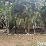 listing image thumbnail with ID 113515