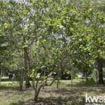 listing image thumbnail with ID 113523