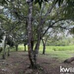 listing image thumbnail with ID 113524