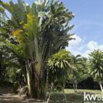 listing image thumbnail with ID 113525