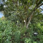 listing image thumbnail with ID 113550