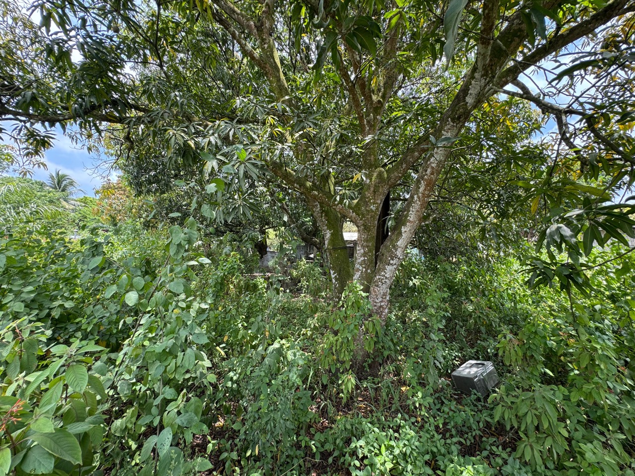 listing image with ID 113550