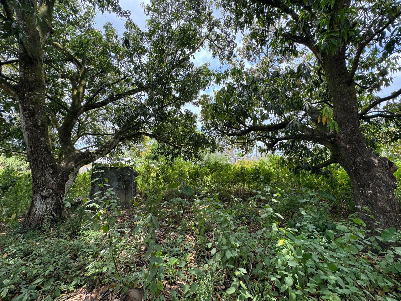 listing image with ID 113553