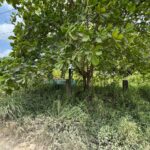 listing image thumbnail with ID 113554