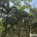 listing image thumbnail with ID 113526